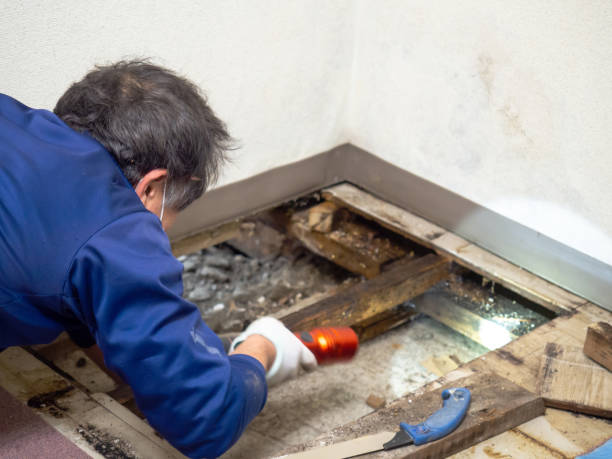 Best Affordable Mold Removal  in Hannahs Mill, GA