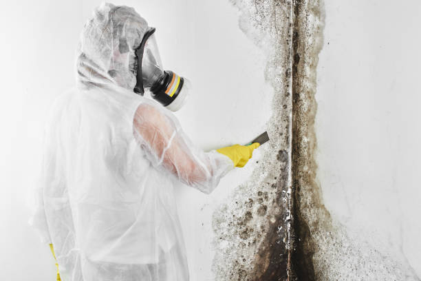 Best Mold Damage Repair  in Hannahs Mill, GA