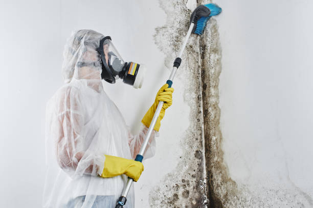 Best Professional Mold Removal  in Hannahs Mill, GA