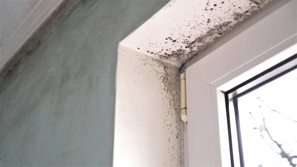 Best Home Mold Removal  in Hannahs Mill, GA