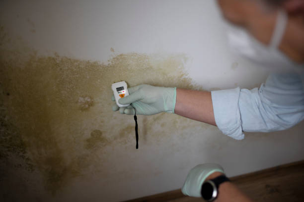 Best Commercial Mold Removal  in Hannahs Mill, GA