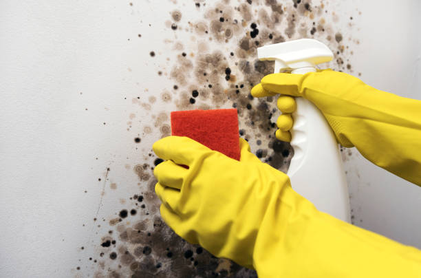 Best Affordable Mold Removal  in Hannahs Mill, GA