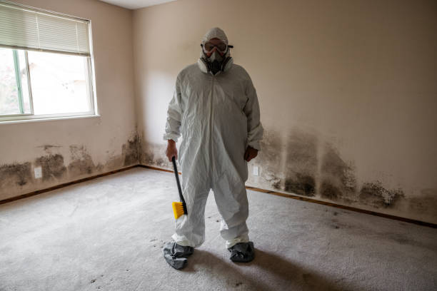 Best Attic Mold Removal  in Hannahs Mill, GA