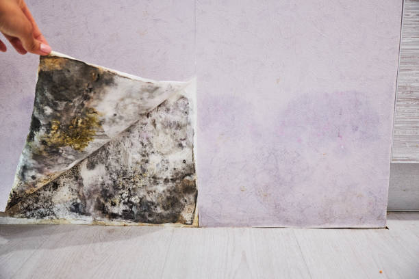 Best Black Mold Removal  in Hannahs Mill, GA